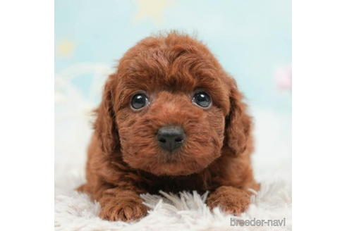 成約済の千葉県のトイプードル-207872